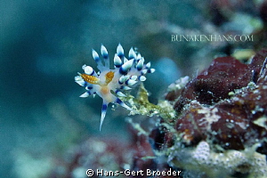 Flabelina Nudibranch
Bunaken,Sulawesi,Indonesia, 
Nikon... by Hans-Gert Broeder 